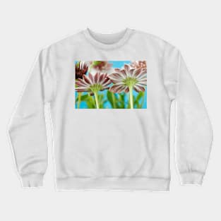 Osteospermum  Flower Power Double Series  Double White Bronze Crewneck Sweatshirt